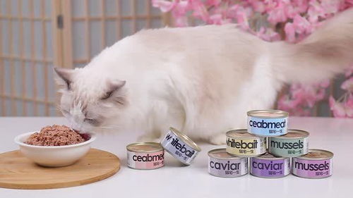 厦门产品摄影 厦门视频拍摄 影格视觉 猫宅一生猫粮猫罐头广告片